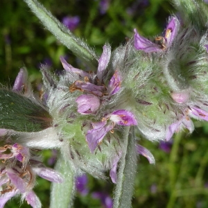 Photographie n°945902 du taxon Stachys germanica L. [1753]