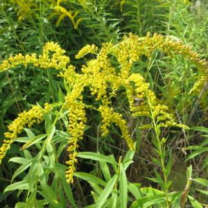 Photographie n°947614 du taxon Solidago canadensis L. [1753]