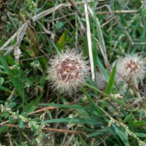 Photographie n°947767 du taxon Tragopogon pratensis L.