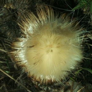 Photographie n°947771 du taxon Cirsium palustre (L.) Scop. [1772]