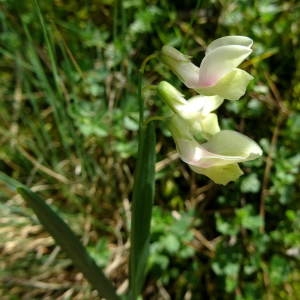 Photographie n°947994 du taxon Lathyrus pannonicus subsp. asphodeloides (Gouan) Bässler [1966]