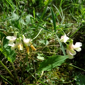 Lathyrus pannonicus subsp. versicolor (J.F..Gmel.) Janch.