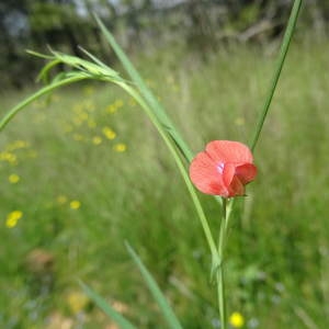 Photographie n°948038 du taxon Lathyrus sphaericus Retz.