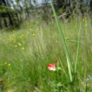 Photographie n°948039 du taxon Lathyrus sphaericus Retz.