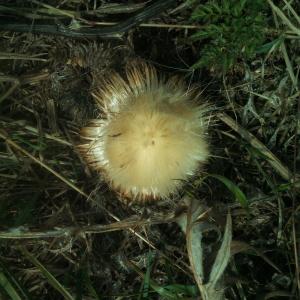 Photographie n°948198 du taxon Cirsium palustre (L.) Scop. [1772]