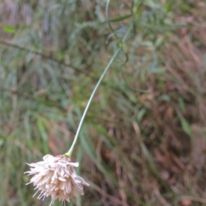 Photographie n°948408 du taxon Cephalaria leucantha (L.) Schrad. ex Roem. & Schult. [1818]