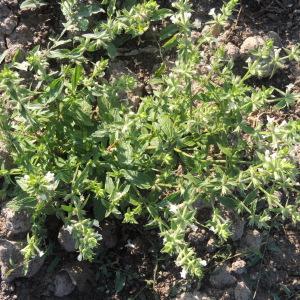 Photographie n°948819 du taxon Stachys annua (L.) L. [1763]