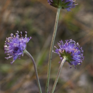 Photographie n°948840 du taxon Succisa pratensis Moench [1794]