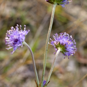 Photographie n°948843 du taxon Succisa pratensis Moench [1794]