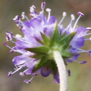 Photographie n°948848 du taxon Succisa pratensis Moench [1794]