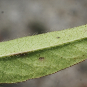 Photographie n°948852 du taxon Succisa pratensis Moench [1794]