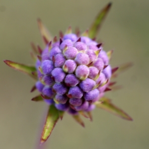 Photographie n°948863 du taxon Succisa pratensis Moench [1794]