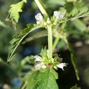 Photographie n°949291 du taxon Lycopus europaeus L.