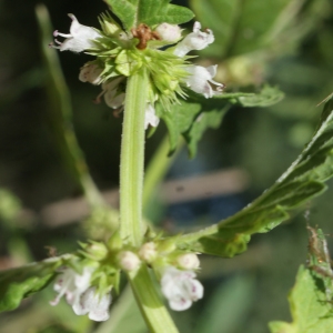 Photographie n°949292 du taxon Lycopus europaeus L.