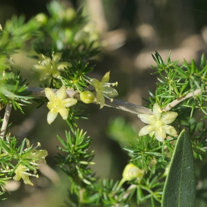 Photographie n°950335 du taxon Asparagus acutifolius L. [1753]