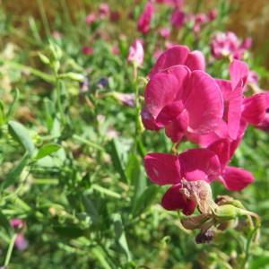 Photographie n°951046 du taxon Lathyrus tuberosus L. [1753]
