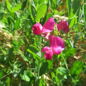 Photographie n°951047 du taxon Lathyrus tuberosus L. [1753]