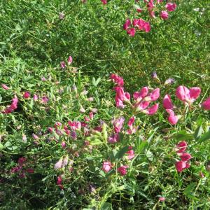 Photographie n°951048 du taxon Lathyrus tuberosus L. [1753]