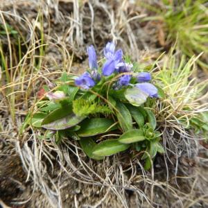 Photographie n°951065 du taxon Polygala alpina (DC.) Steud. [1821]