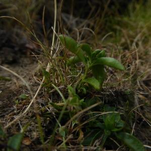 Photographie n°951067 du taxon Polygala alpina (DC.) Steud. [1821]