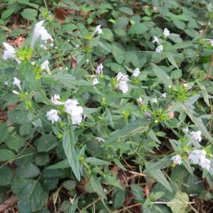 Photographie n°951256 du taxon Galeopsis ladanum L. [1753]