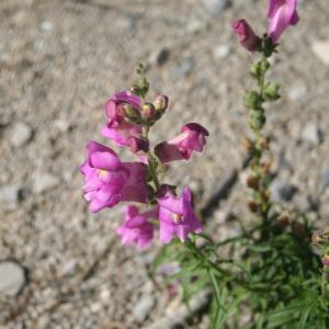 Photographie n°951297 du taxon Antirrhinum majus L. [1753]