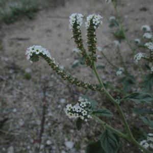 Photographie n°951319 du taxon Heliotropium europaeum L. [1753]