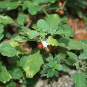 Photographie n°951345 du taxon Solanum nigrum L. [1753]