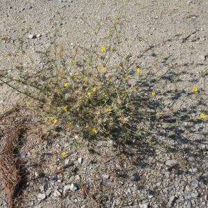 Photographie n°951351 du taxon Chondrilla juncea L. [1753]