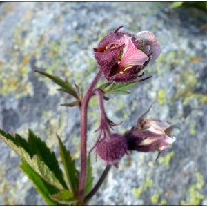 Photographie n°951960 du taxon Geum rivale L. [1753]