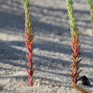 Photographie n°952105 du taxon Euphorbia paralias L. [1753]