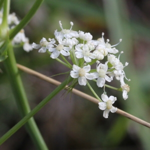 Photographie n°952204 du taxon Peucedanum cervaria (L.) Lapeyr. [1813]