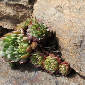 Photographie n°952211 du taxon Sempervivum tectorum L.