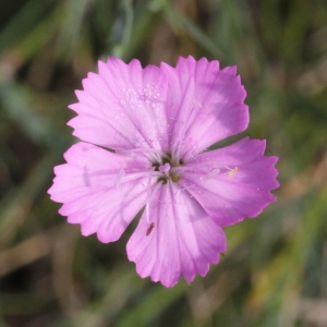 Photographie n°952212 du taxon Dianthus graniticus Jord. [1849]