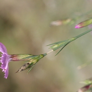 Photographie n°952213 du taxon Dianthus graniticus Jord. [1849]