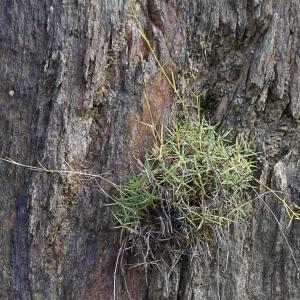 Photographie n°952215 du taxon Dianthus graniticus Jord. [1849]