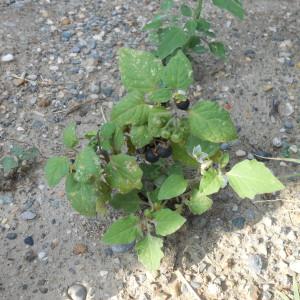 Photographie n°952414 du taxon Solanum nigrum L. [1753]