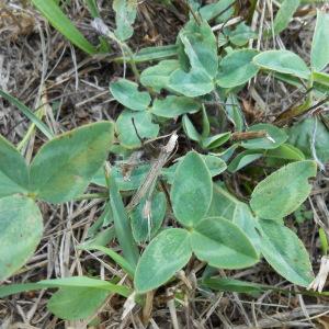 Photographie n°952433 du taxon Trifolium pratense L. [1753]