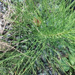 Photographie n°952504 du taxon Equisetum arvense L. [1753]