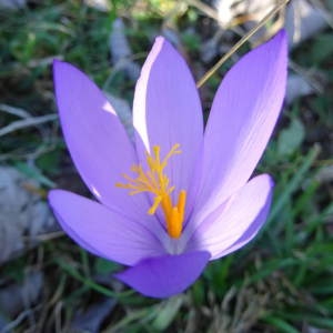 Photographie n°952555 du taxon Crocus nudiflorus Sm. [1798]