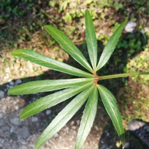 Photographie n°952656 du taxon Helleborus foetidus L. [1753]