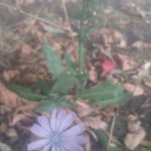 Photographie n°952882 du taxon Cichorium intybus L. [1753]