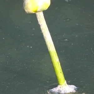 Photographie n°953501 du taxon Nuphar lutea (L.) Sm. [1809]