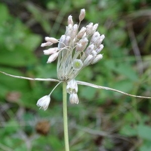 Photographie n°953540 du taxon Allium oporinanthum Brullo, Pavone & Salmeri [1977]