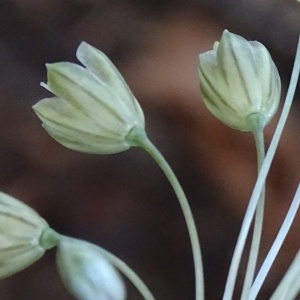 Photographie n°953577 du taxon Allium oporinanthum Brullo, Pavone & Salmeri [1977]