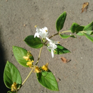 Photographie n°953871 du taxon Lonicera japonica Thunb. [1784]