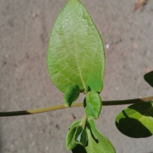 Photographie n°953872 du taxon Lonicera japonica Thunb. [1784]