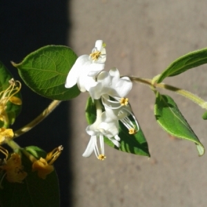 Photographie n°953873 du taxon Lonicera japonica Thunb. [1784]