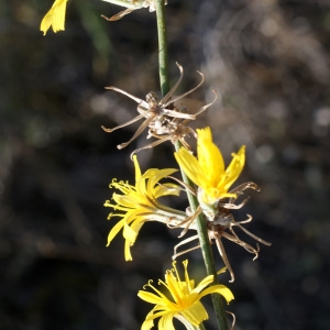 Photographie n°953930 du taxon Chondrilla juncea L. [1753]