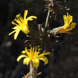 Photographie n°953931 du taxon Chondrilla juncea L. [1753]